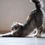 肩こりに効くストレッチ2選｜自宅で簡単にできる解消法🌸