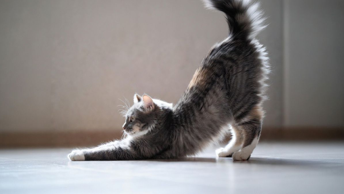 肩こりに効くストレッチ2選｜自宅で簡単にできる解消法🌸